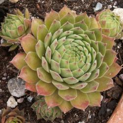 Sempervivum - Dachwurz - Hauswurz